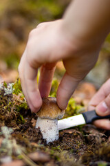 Man picking mushrooms in autumn forest, closeup. A person using a knife to cut mushrooms. Suitable...