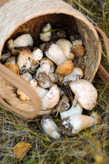 Mushrooms spill out of a wicker basket onto green grass, creating a natural and earthy scene in the outdoors.
