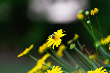 Ape che mangia il nettare  © Silvia