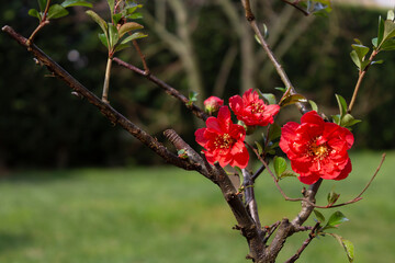 albero di Melograno nano