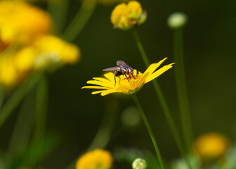 Mosca sopra una Margherita gialla