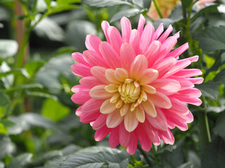 Große rosa Dahlienblüte
