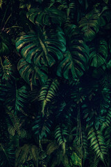 Herb wall, plant wall, natural green wallpaper and background. nature wall. Nature background of green forest