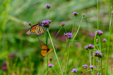 Monarch butterfly on a flower with a Blurred Background in New Orleans, Louisiana, USA