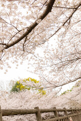 Branches of a sakura tree in full bloom reaching toward the sky