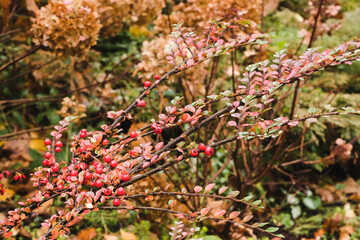 Fototapeta premium Barberry bush in autumn colors with bright red berries. The background is light yellow, blurred. Selective focus.
