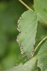 sawfly larvae feeding on the edge of a hazelnut leave