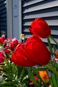 Red tulips in full bloom stand out against a background of a house with gray siding.