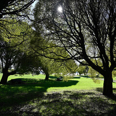 a tranquil park setting, with sunlight filtering through the branches of large, leafy trees