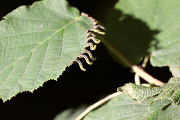 sawfly larvae on the edge of a hazelnut leave in a defensive s shape pose