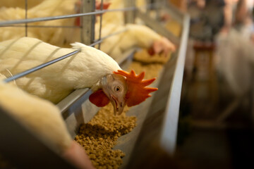 Chicken feed at a state fair in the Midwest. Livestock bird eats food in a cage. Red crest and white feathers. Raised for egg production and meat © Travis