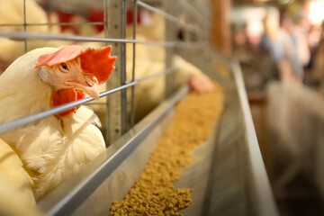 Livestock chicken in a containment cage. White poultry bird raised for eggs laying at a state fair with trough of food waiting for feeding.  © Travis