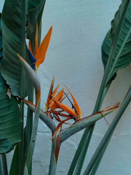 Orange bird of paradise flowers amidst large green leaves against a white wall.