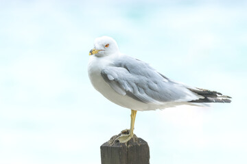 Ring Billed Gull (Larus delawarensis) resting on a wooden post of a pier. White and gray plumage of a scavenging sea bird near the ocean. Orange beak rugged wood