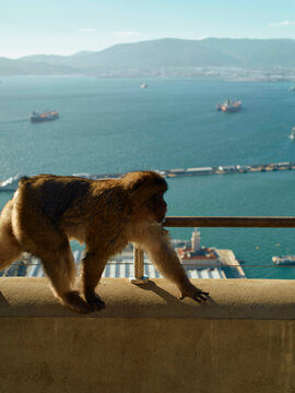 A monkey walks along a railing with a scenic ocean and ship backdrop in bright daylight.