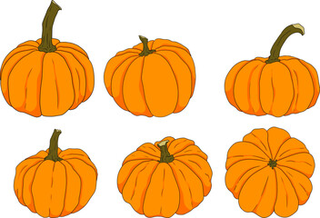 Hand drawn illustration of different types of pumpkins. Autumn vegetable, fall gourd, various type, shape, size, color. Seasonal fruit, Halloween and Thanksgiving decoration. 