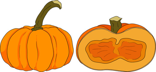 Hand drawn illustration of different types of pumpkins. Autumn vegetable, fall gourd, various type, shape, size, color. Seasonal fruit, Halloween and Thanksgiving decoration. 