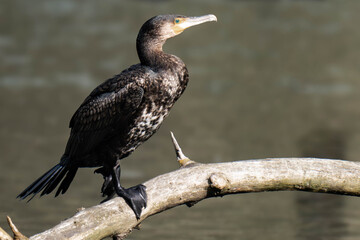 Cormorant sitting on a tree branch at a lake