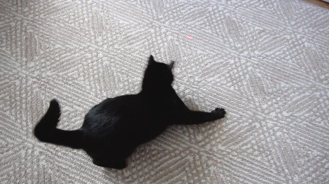 Young black cat playing with laser pointer on the floor