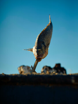 A fish impaled on a wooden stick against a blue sky background.