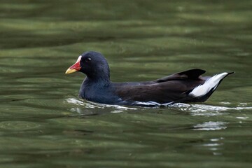 Common moorhen (Gallinula chloropus), also known as the waterhen or swamp chicken swimming in the water