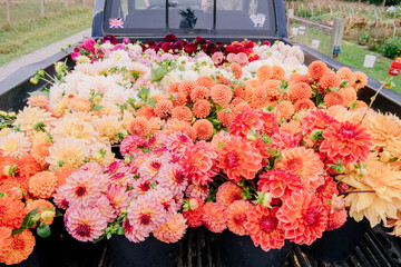 Vibrant dahlia flowers in various colors arranged neatly for sale on the back of a black pickup truck, with a British flag sticker in the background.