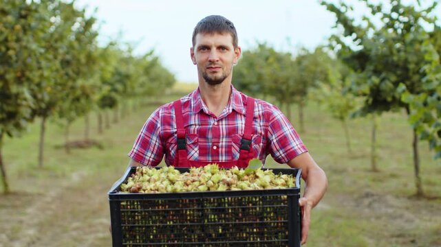 Happy man farmer shows good harvest of raw hazelnuts holding a full plastic box in hands in garden. Hazel tree rows. Agronomist growing ripe nuts fruit on field. Healthy natural, ecologic products