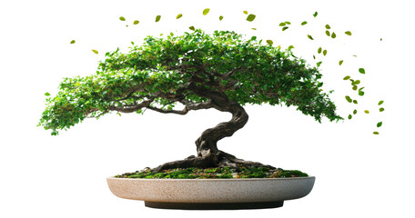 Fototapeta premium Serene Bonsai Tree with Falling Leaves on Transparent Background