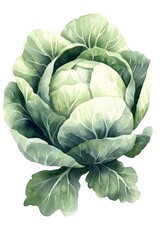 Obraz premium Whimsical Watercolor Cabbage for Nursery or Baby Shower Decor
