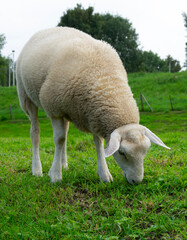 Sheep grazing  on a farm