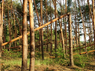 fallen, broken trees 5