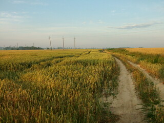 rapeseed field in the morning