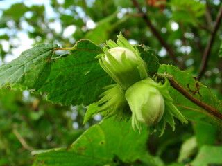 nuts growing in the tree, hazelnuts