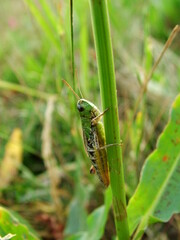 grasshopper on the grass 4