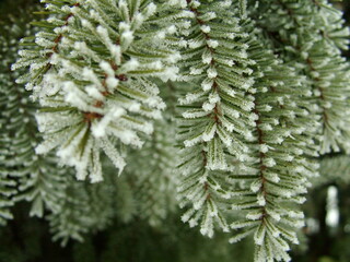 clese-up green pine branch, snowy icy pine needles