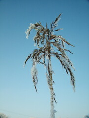 pine tree in snow, grass looks like a palm in winter 1