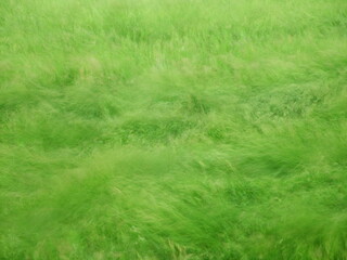 green grass in the field, wind grass background 2