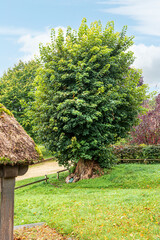 The 300+ year old sycamore Tolpuddle Martyrs' Tree beneath which the six martyrs met in 1833 at...