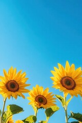 Obraz premium The stunning yellow sunflowers standing tall against a deep blue sky, with sunlight illuminating the petals Wideangle view, bright and cheerful atmosphere