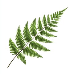 Detailed green fern leaf, white isolated background, perfect for botanical designs.