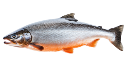 Fresh fish on a white background, showcasing various types like trout and carp, perfect for seafood dishes