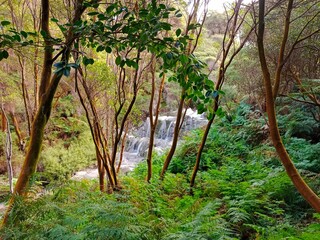 Rotorua park in New Zealand 2024