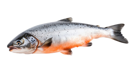 Obraz premium Fresh fish on a white background, showcasing various types like trout and carp, perfect for seafood dishes