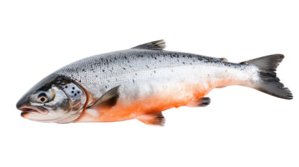 Fresh fish on a white background, showcasing various types like trout and carp, perfect for seafood dishes