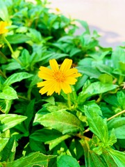 yellow flowers