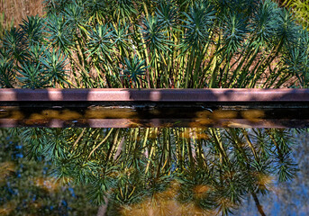 Mirroring of the plant Euphorbia Characias, a Mediterranean spurge, on a pond with iron edge at sunshine