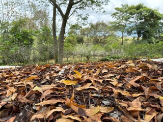 Hojas secas en el piso con bosque al fondo hermoso
