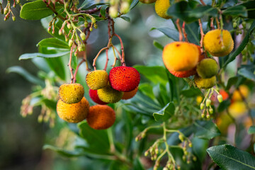 Madroño, fruto, fruta, rojo, verde, amarillo, árbol, arbusto
