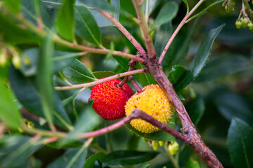 Madro&ntilde;o, fruto, fruta, rojo, verde, amarillo, &aacute;rbol, arbusto