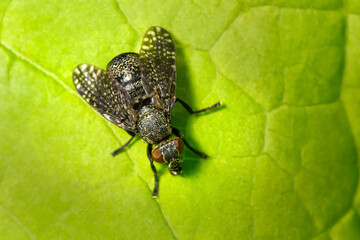 Platystoma seminationis - Breitmundfliege dorsal auf einem grünen Blatt - Baden-Württemberg, Deutschland